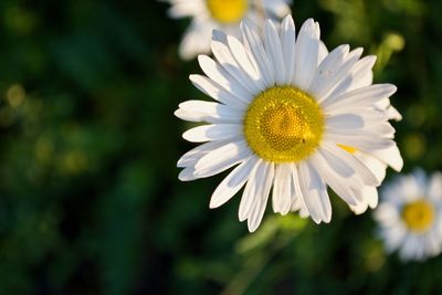 Close-up of white flower