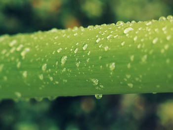 Close-up of wet leaf