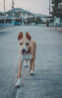 Portrait of dog standing on street in city