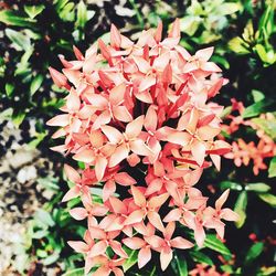 Close-up of flowers blooming outdoors