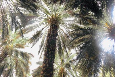 Low angle view of palm trees against sky