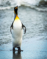 View of a penguin