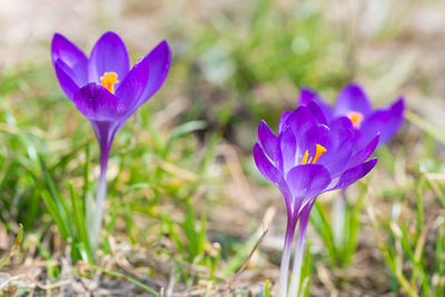 Close-up of purple crocus flower on field