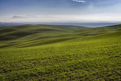 Scenic view of grassy field against sky