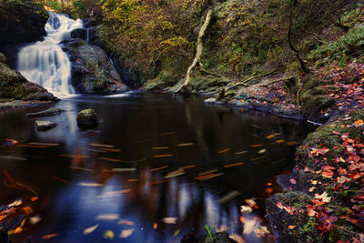 River flowing amidst trees in forest