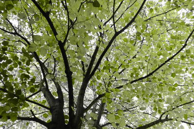 Low angle view of tree against sky