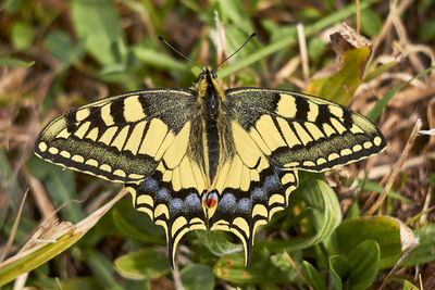 Close-up of butterfly pollinating flower