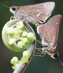 Close-up of butterfly perching on flower