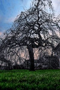 Trees on grassy field