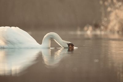 Close-up of swan drinking water