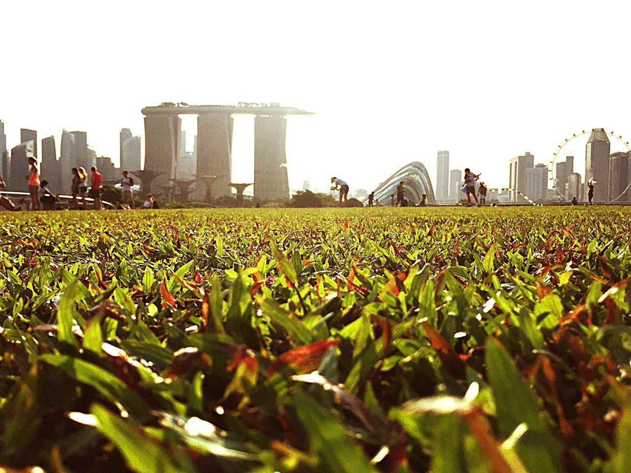 architecture, building exterior, built structure, flower, growth, famous place, city, field, travel destinations, skyscraper, tourism, sky, tall - high, day, grass, nature, outdoors, lawn, capital cities, plant, fragility, green color, no people, beauty in nature, blossom, blooming