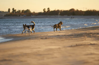 Dogs at beach during sunset