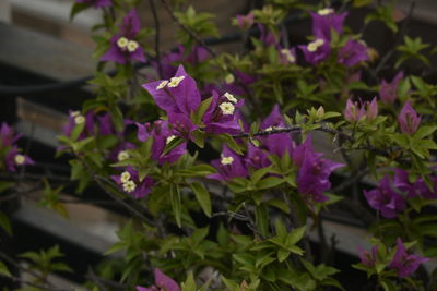 Close-up of pink flowering plants