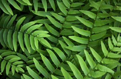 Full frame shot of fern fronds