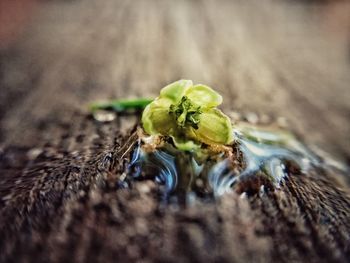 Close-up of insect on wood