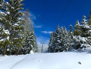 Snow covered trees against blue sky