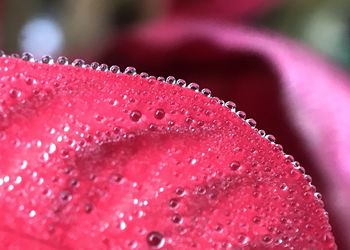 Close-up of wet pink flower