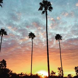 Low angle view of silhouette palm trees against sky