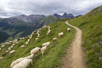 Sheep grazing on field