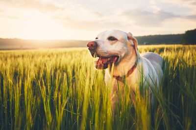 Close-up of dog on field against sky during sunset