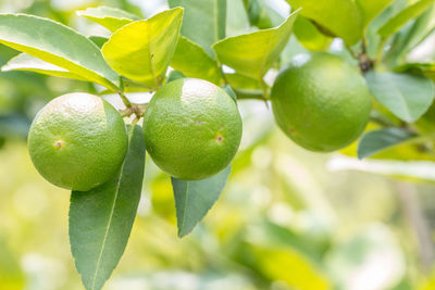 Close-up of fruits growing on tree