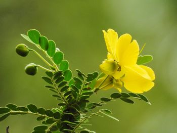 Close-up of yellow flowering plant