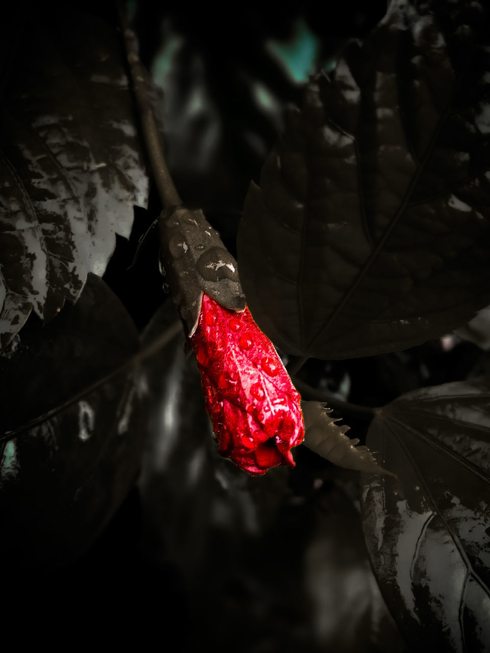 CLOSE-UP OF RED ROSE ON LEAF