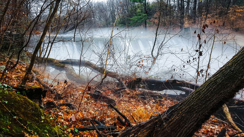 Scenic view of lake in forest