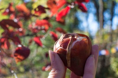 Close-up of hand holding apple