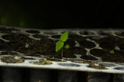 Close-up of seedling growing in tray