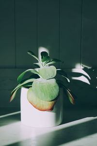 Close up of cotyledon succulent plant
