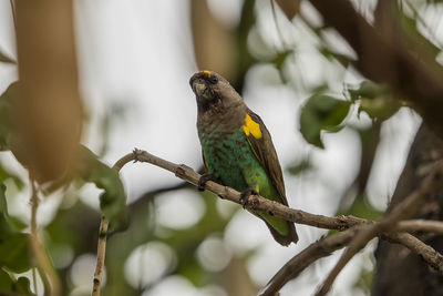 Close-up of bird perching on branch