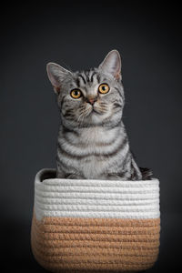 Cat portrait sitting in basket isolated on black gray background