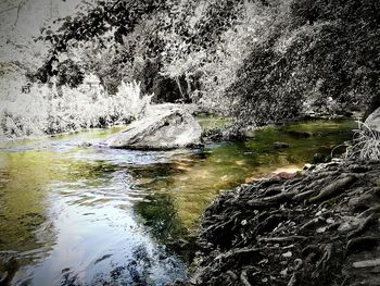 Scenic view of lake in forest