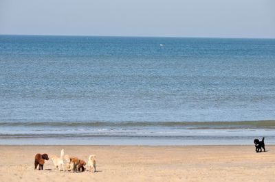 Horses on beach against clear sky