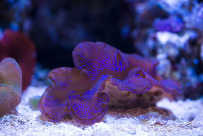 Close-up of jellyfish in sea