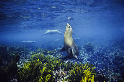 Fish swimming in sea