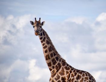 Low angle view of giraffe against cloudy sky