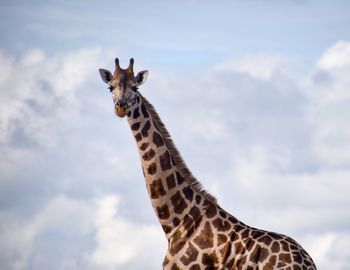 Low angle view of giraffe against sky