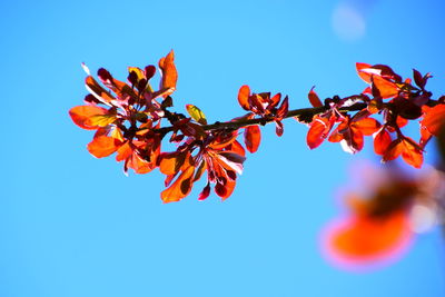 Low angle view of flowering plant against clear blue sky