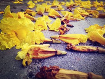 Close-up of leaves on ground