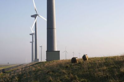 Sheep by wind turbine on grassy landscape