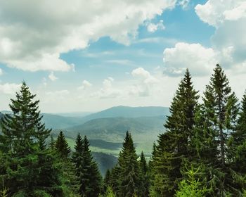 Scenic view of pine trees against sky