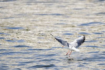 Seagull flying over water