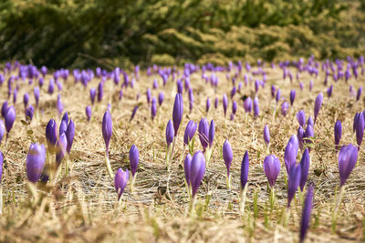 Close-up of purple crocus flowers on field