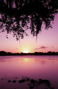 Reflection of trees in lake