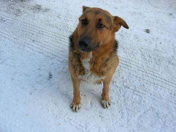 Portrait of dog standing on snow covered land