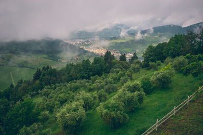 Trees and plants growing on land against sky