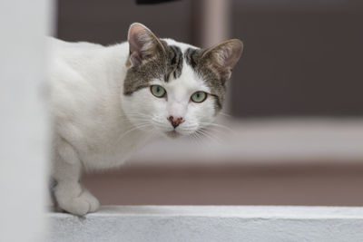 Close-up portrait of a cat