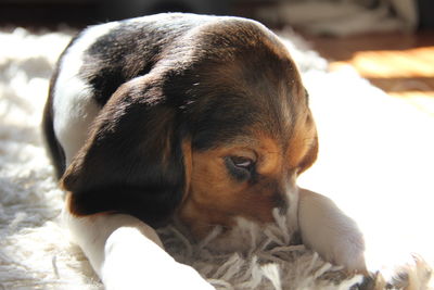 Close-up of dog lying down